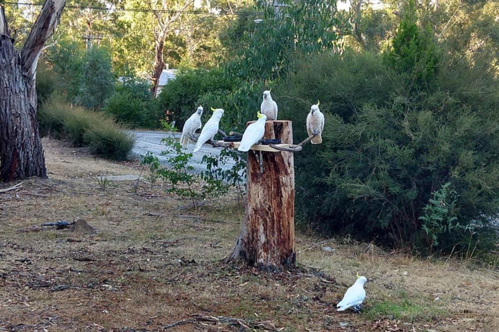 Cockatoo Cabin Halls Gap Eksteriør billede