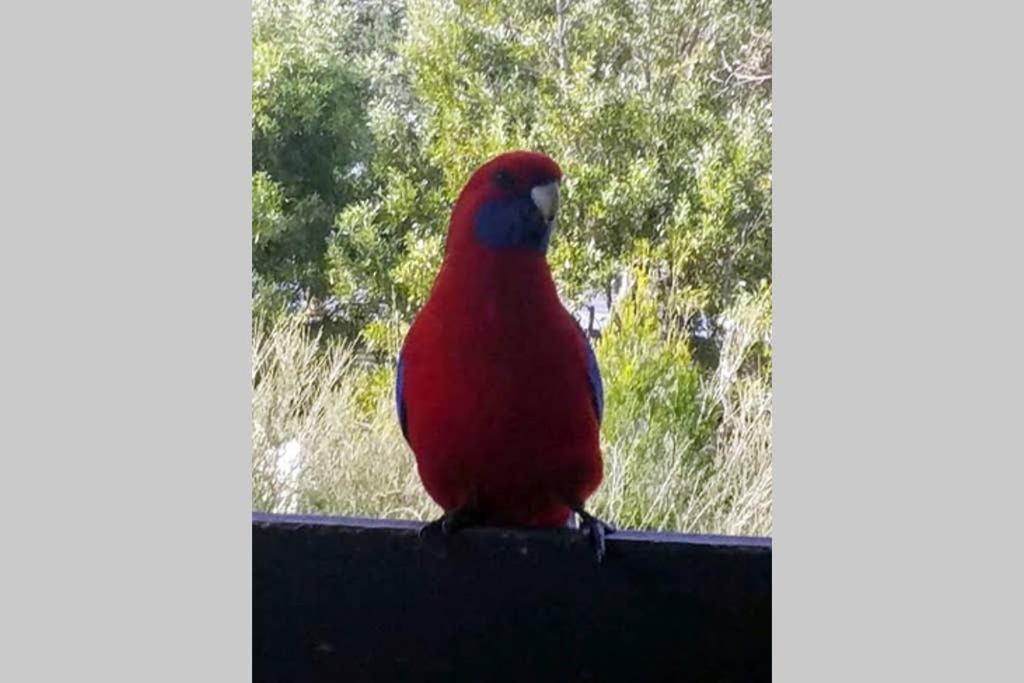 Cockatoo Cabin Halls Gap Eksteriør billede
