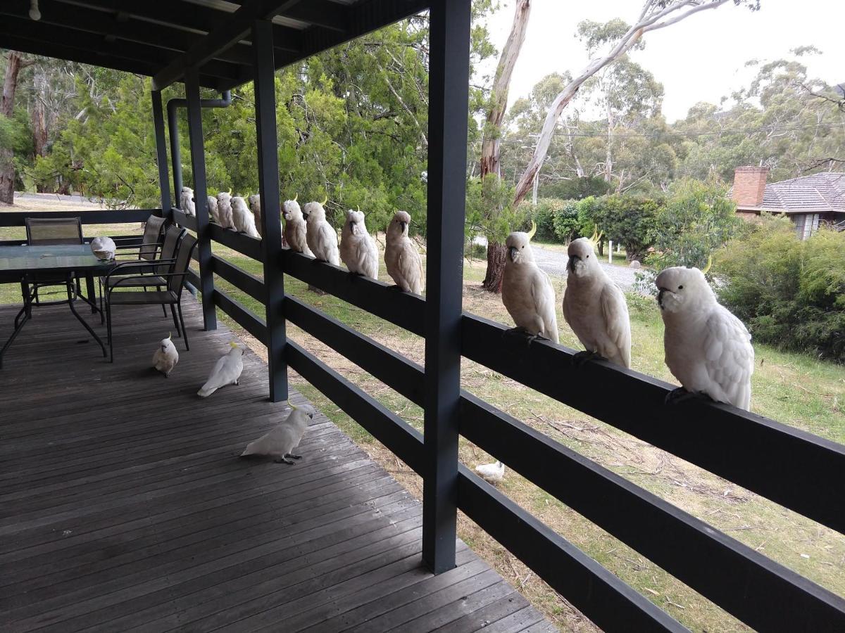 Cockatoo Cabin Halls Gap Eksteriør billede