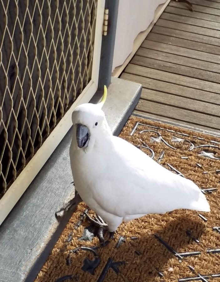 Cockatoo Cabin Halls Gap Eksteriør billede
