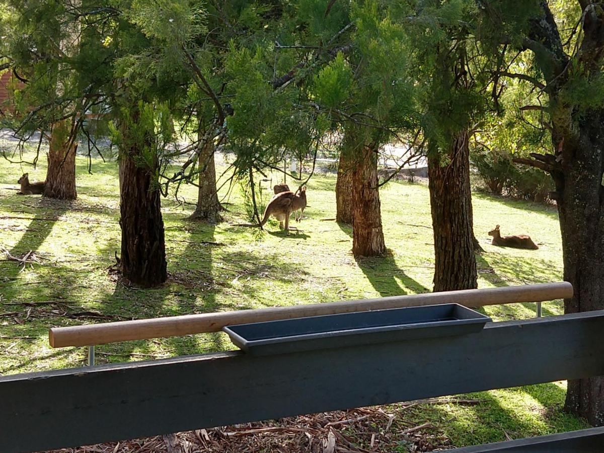 Cockatoo Cabin Halls Gap Eksteriør billede